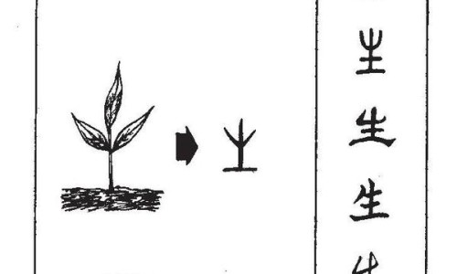 生半夏的功效与作用及禁忌